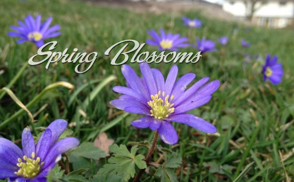 SpringBlossoms